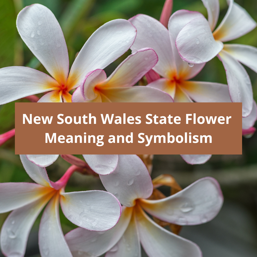 New-South-Wales-State-Flower-Meaning-and-Symbolism