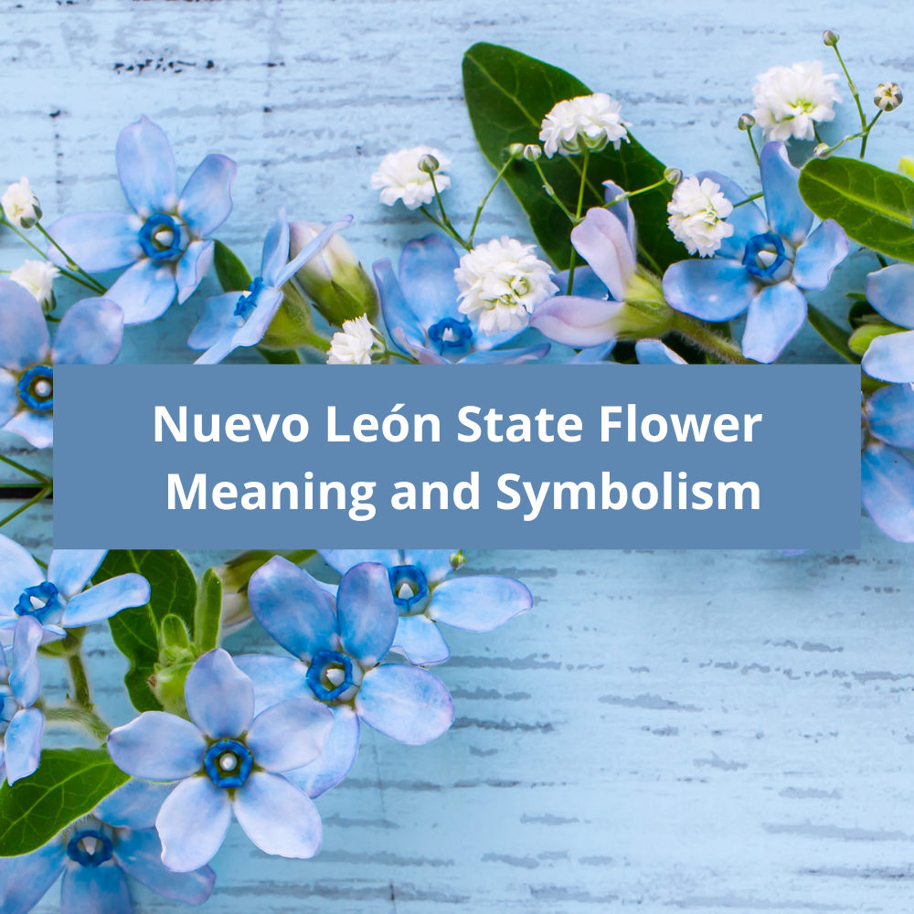 Nuevo-León-State-Flower-Meaning-and-Symbolism