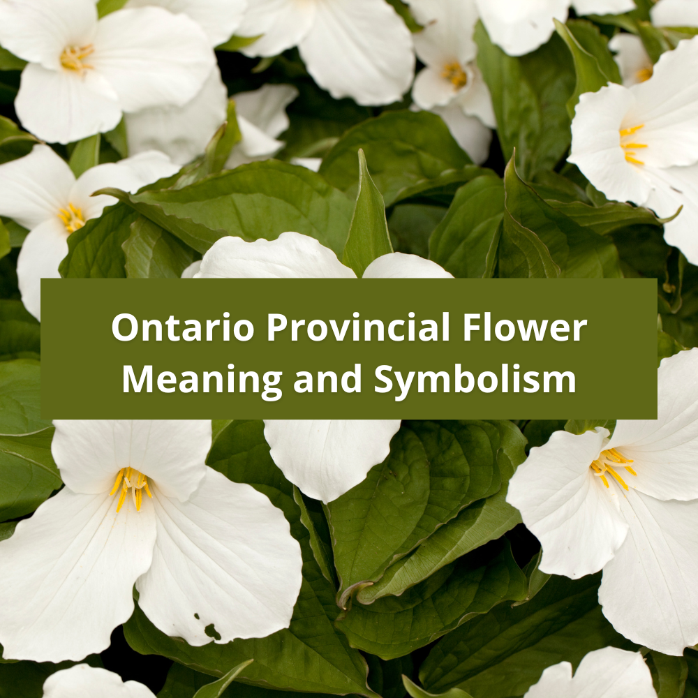 Ontario-Provincial-Flower-Meaning-and-Symbolism