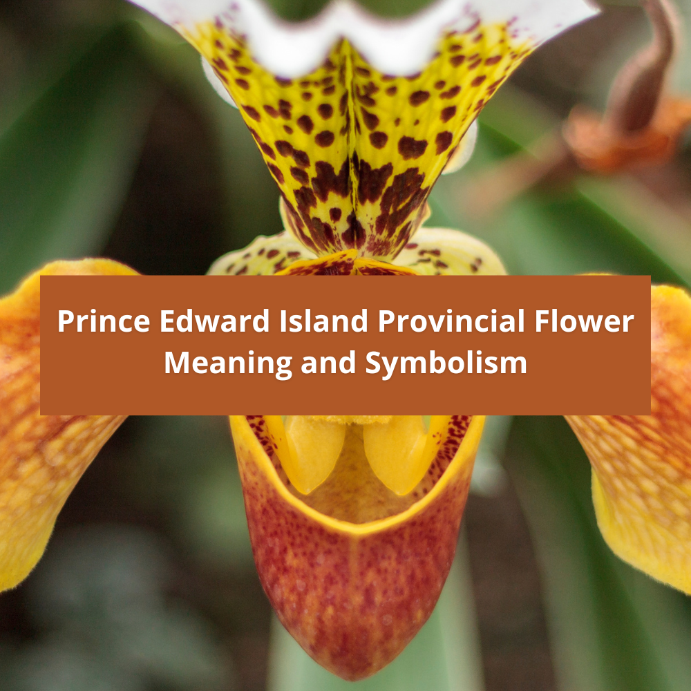 Prince-Edward-Island-Provincial Flower-Meaning-and-Symbolism