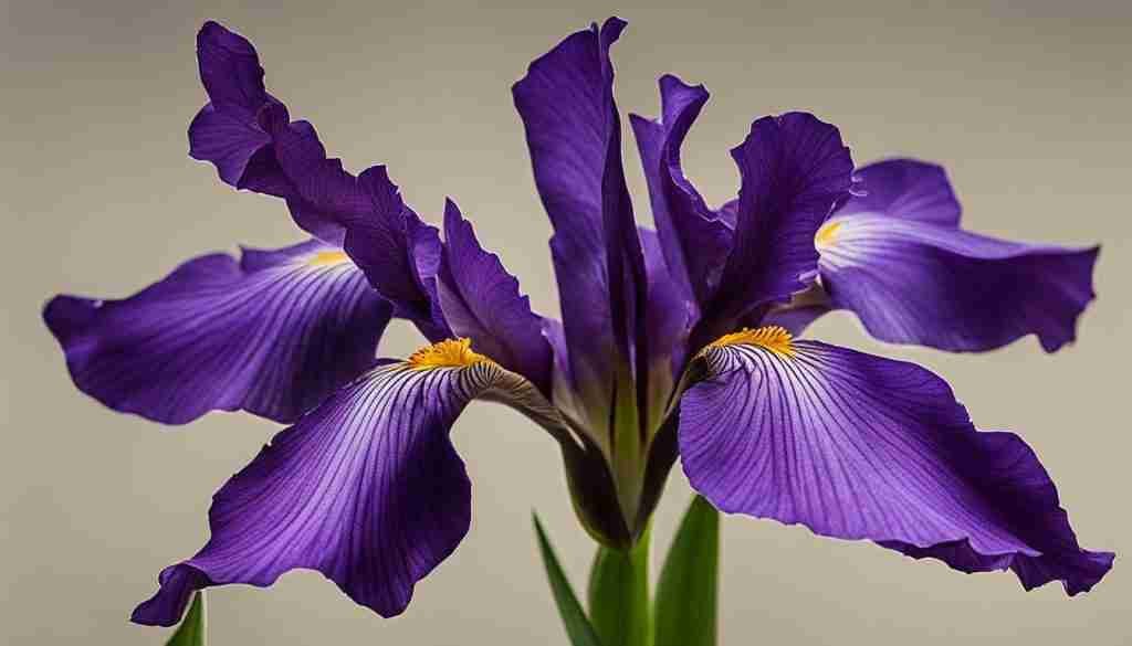 Purple Iris