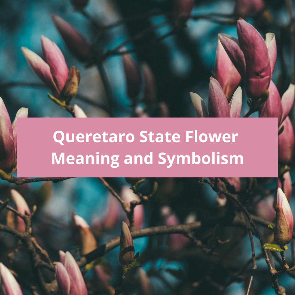 Queretaro-State-Flower-Meaning-and-Symbolism