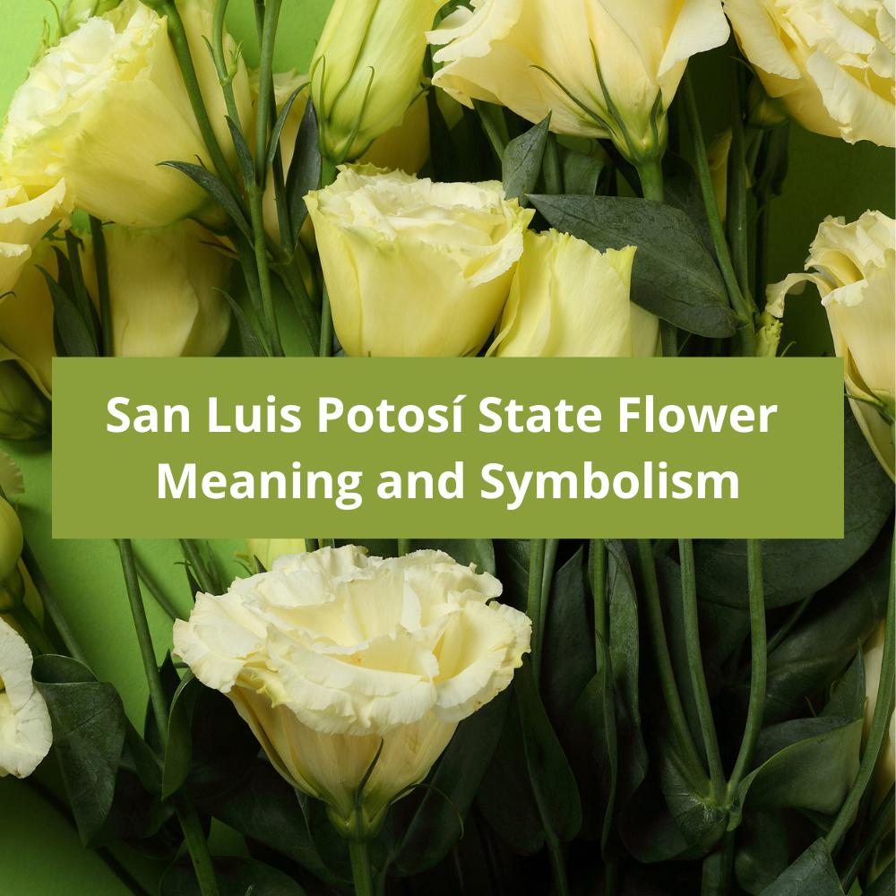 San-Luis-Potosí-State-Flower-Meaning-and-Symbolism