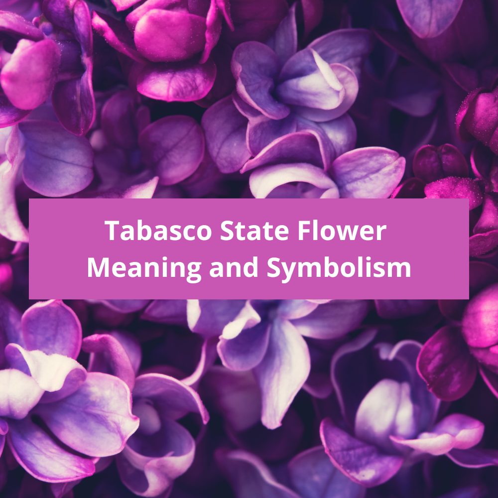Tabasco-State-Flower-Meaning-and-Symbolism
