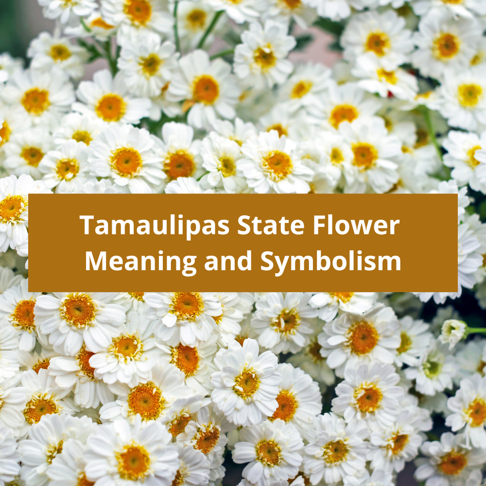 Tamaulipas-State-Flower-Meaning-and-Symbolism
