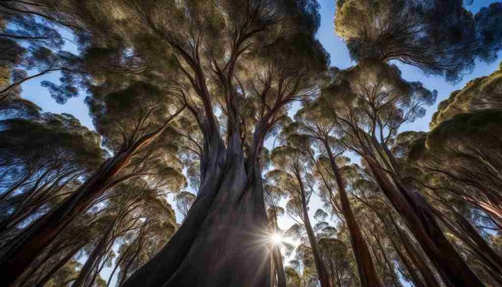 Tasmanian Blue Gum Tasmanian Blue Gum