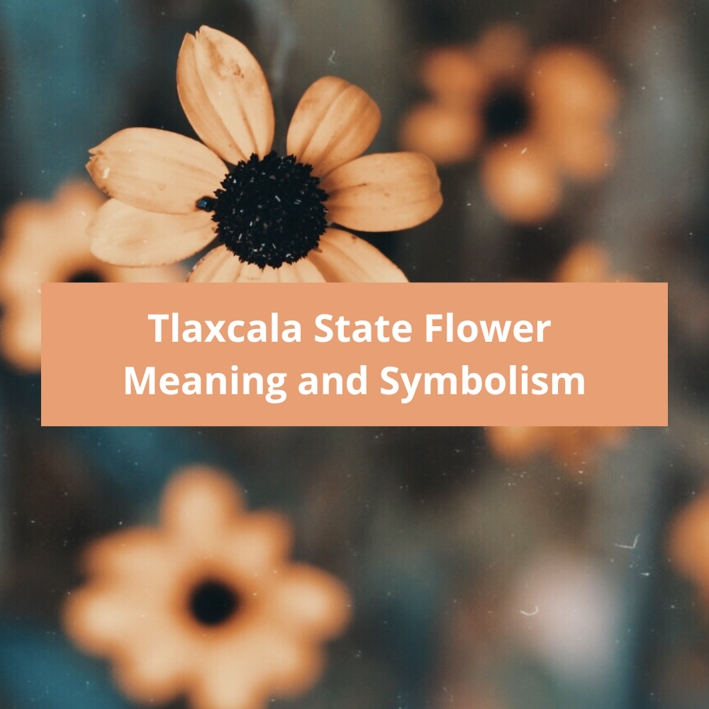 Tlaxcala-State-Flower-Meaning-and-Symbolism