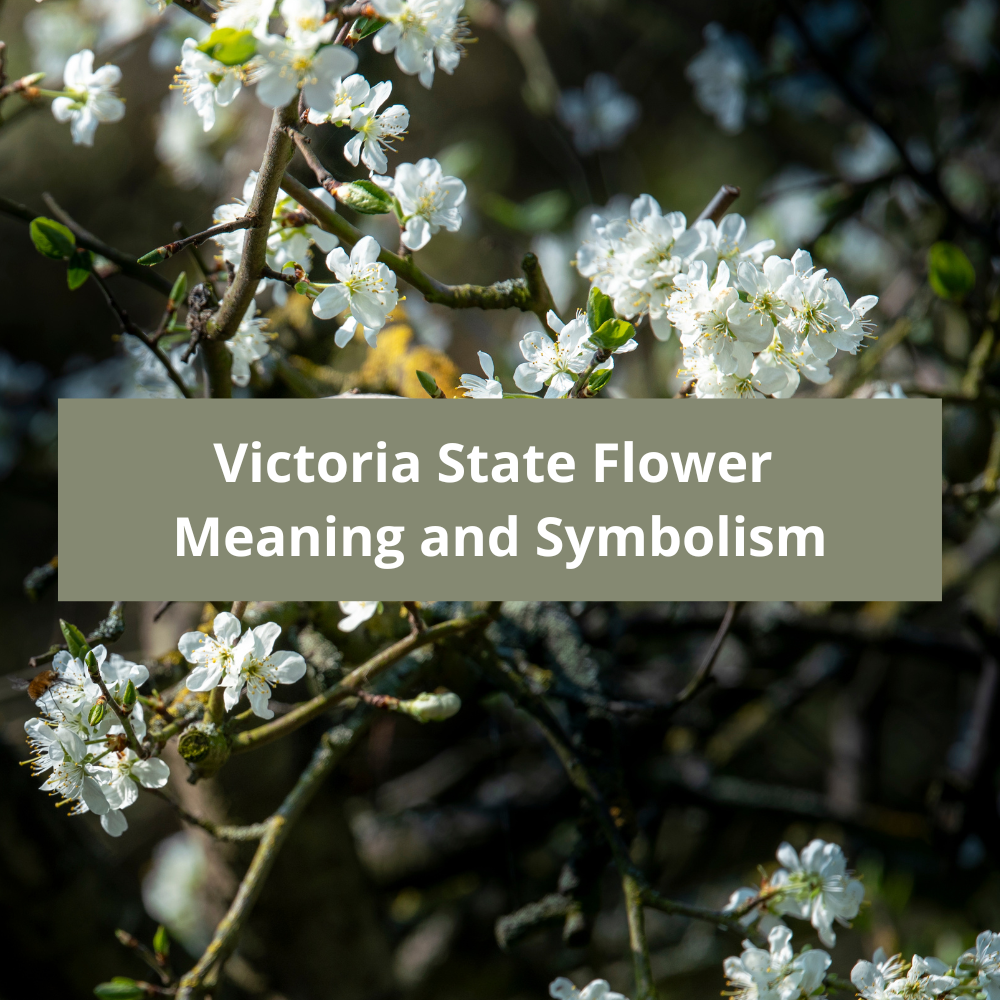 Victoria-State-Flower-Meaning-and-Symbolism