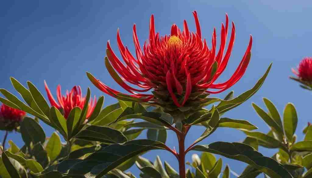 Waratah symbolism