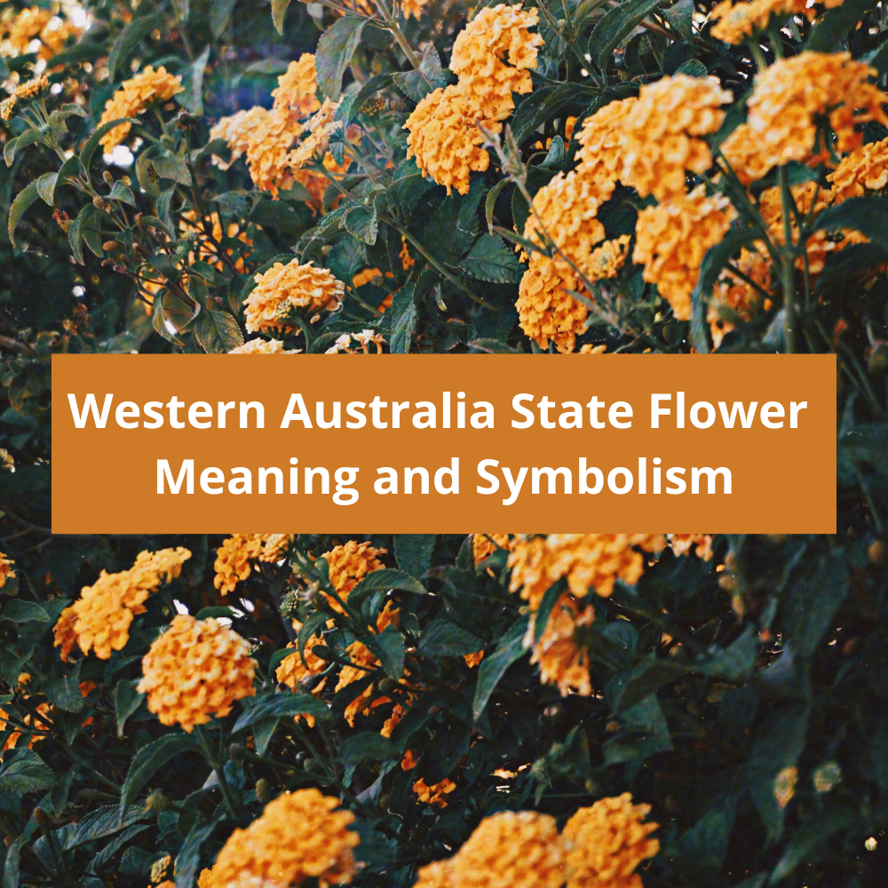 Western-Australia-State-Flower-Meaning-and-Symbolism