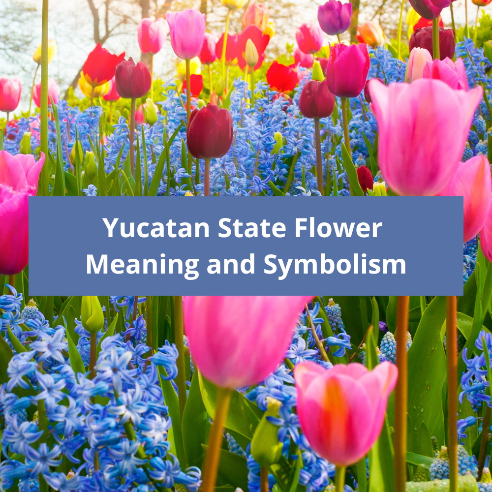 Yucatan-State-Flower-Meaning-and-Symbolism