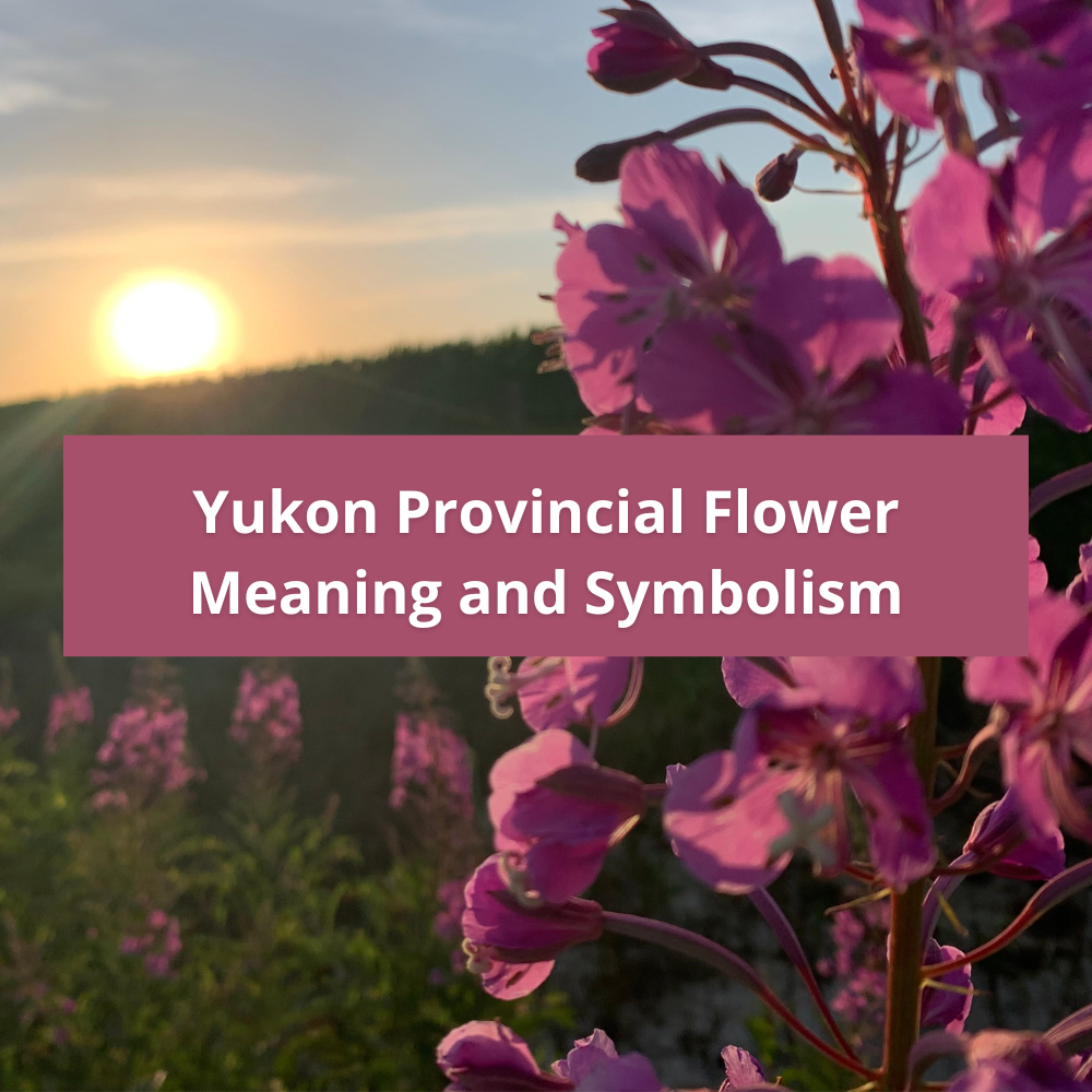 Yukon-Provincial-Flower-Meaning-and-Symbolism