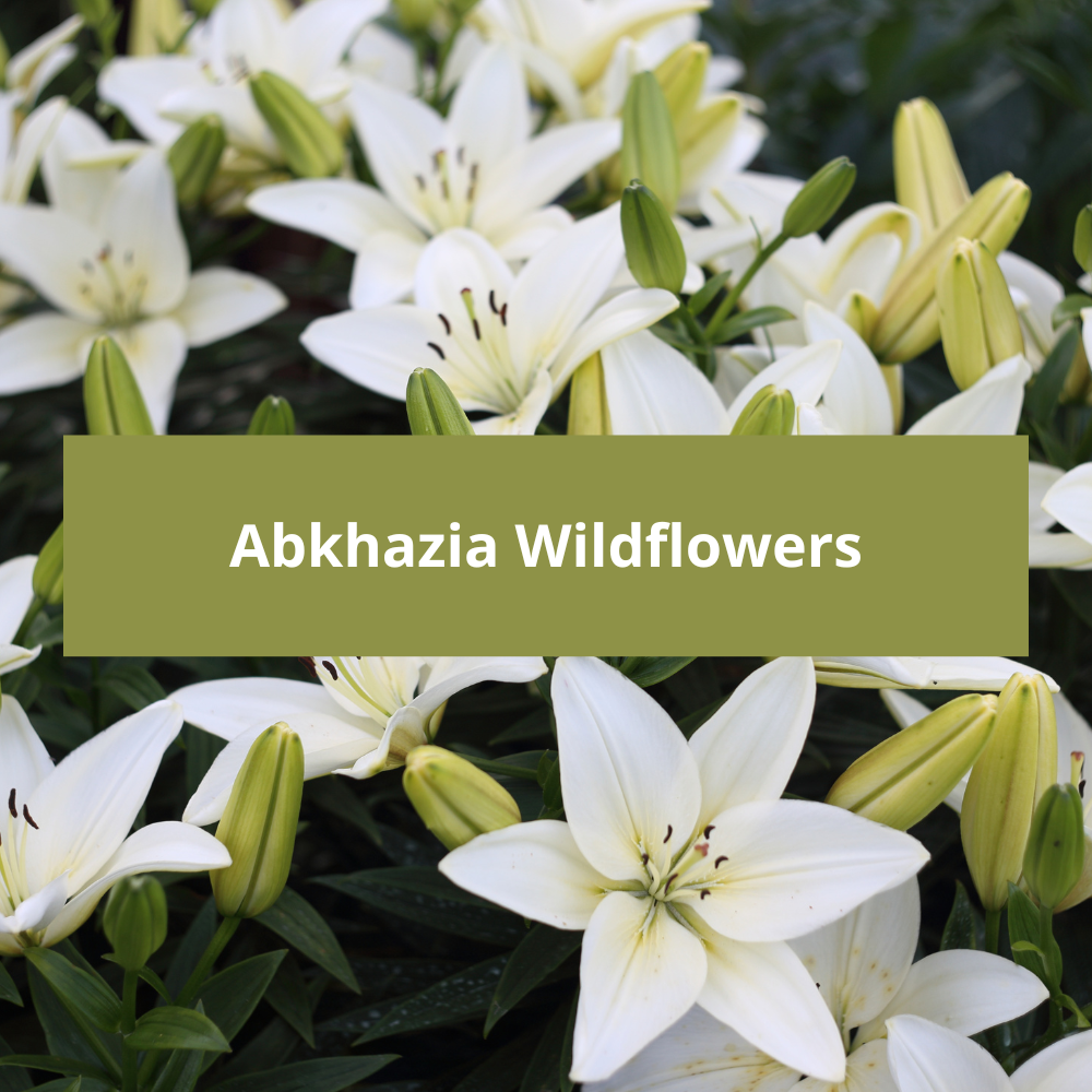 Abkhazia-Wildflowers