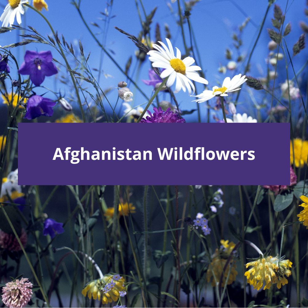 Afghanistan-Wildflowers