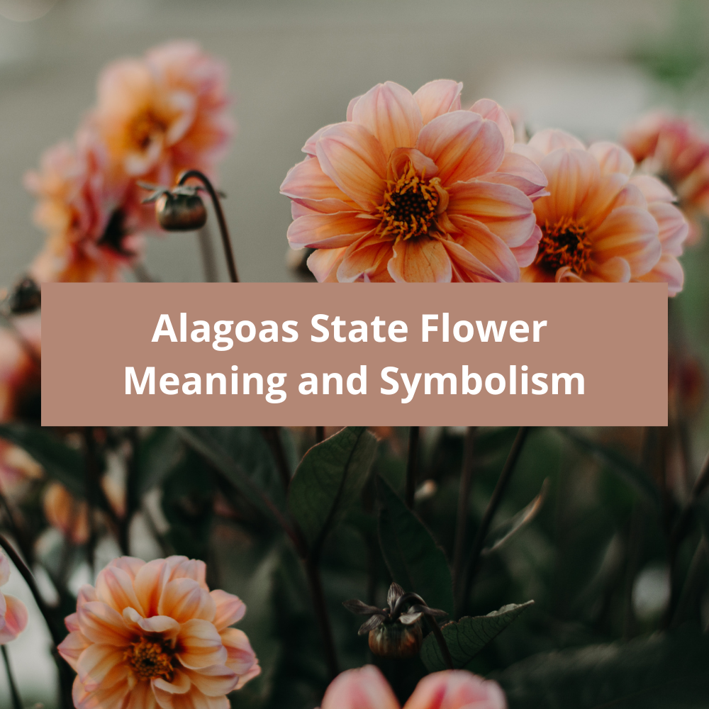 Alagoas-State-Flower-Meaning-and-Symbolism