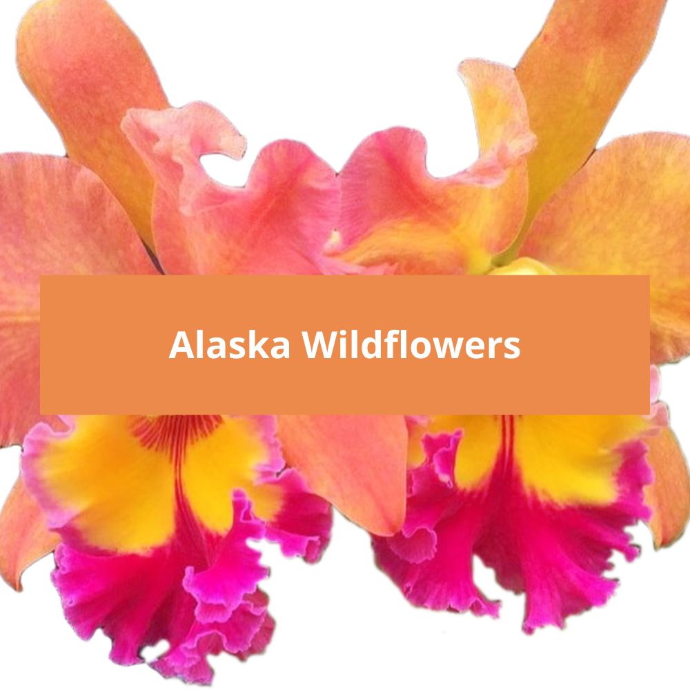 Alaska-Wildflowers