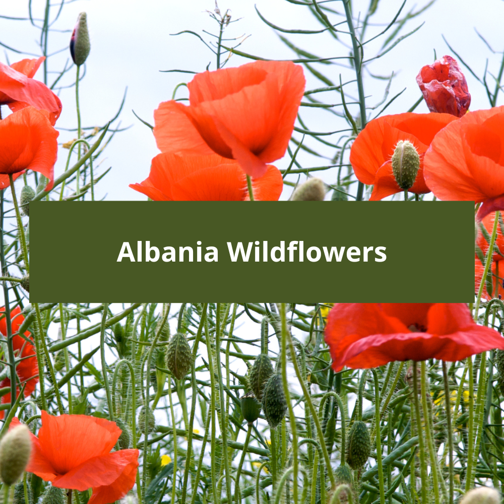 Albania-Wildflowers
