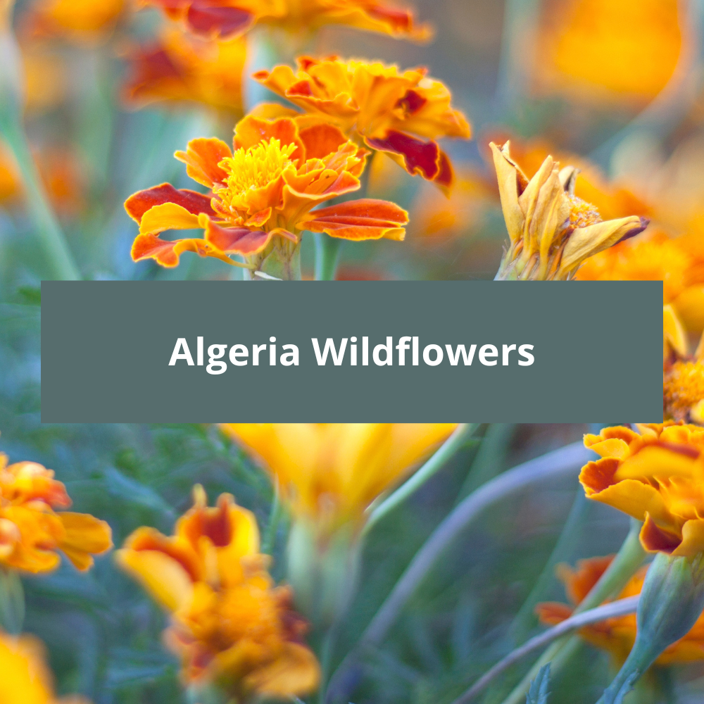 Algeria-Wildflowers