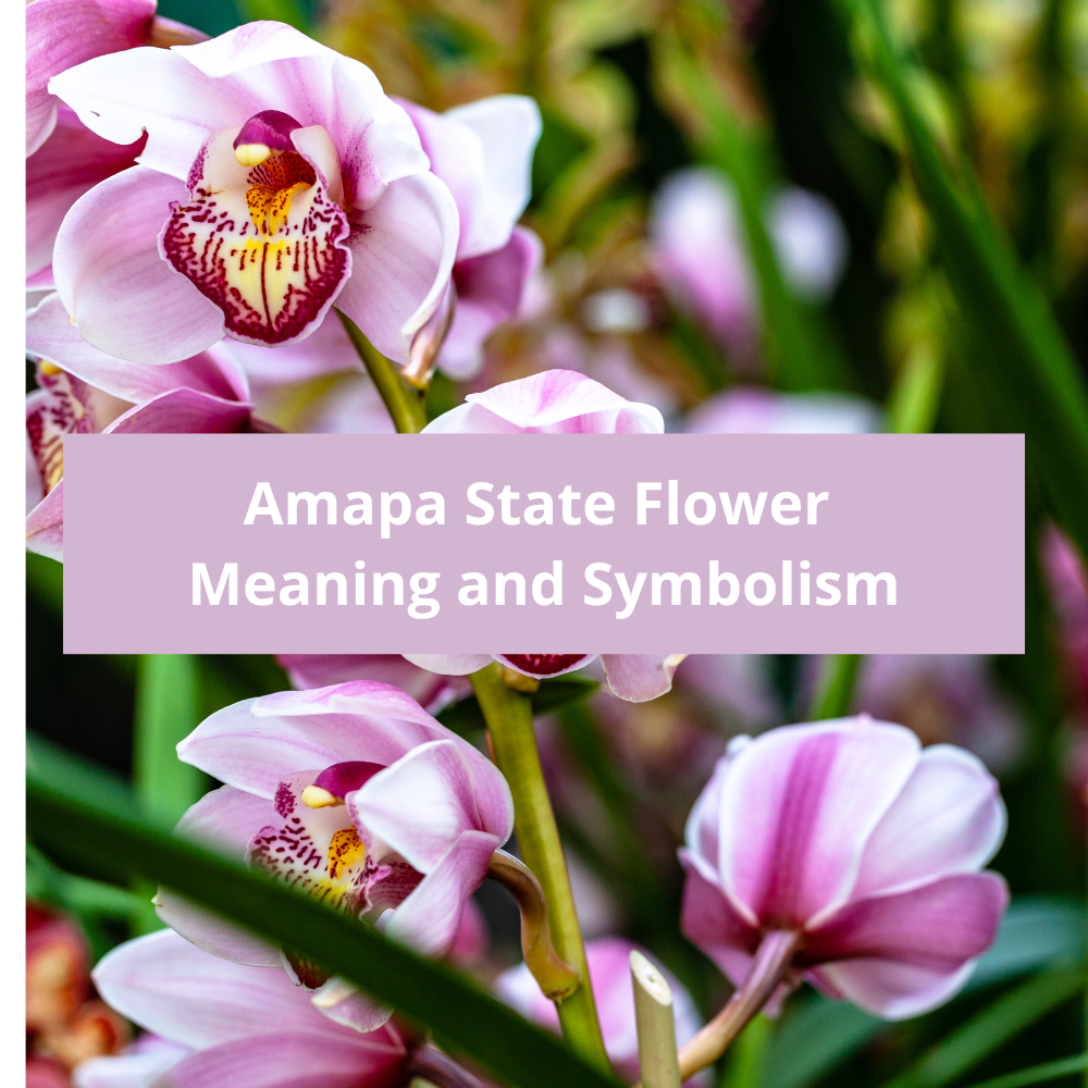 Amapa-State-Flower-Meaning-and-Symbolism