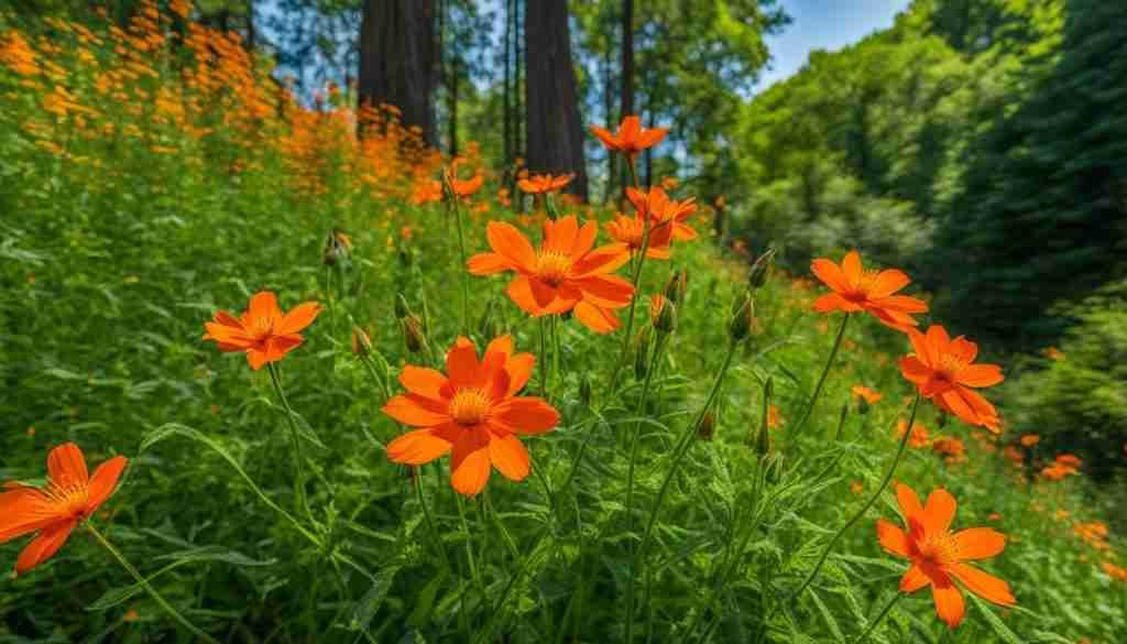 Andhra Pradesh native wildflowers Andhra Pradesh native wildflowers