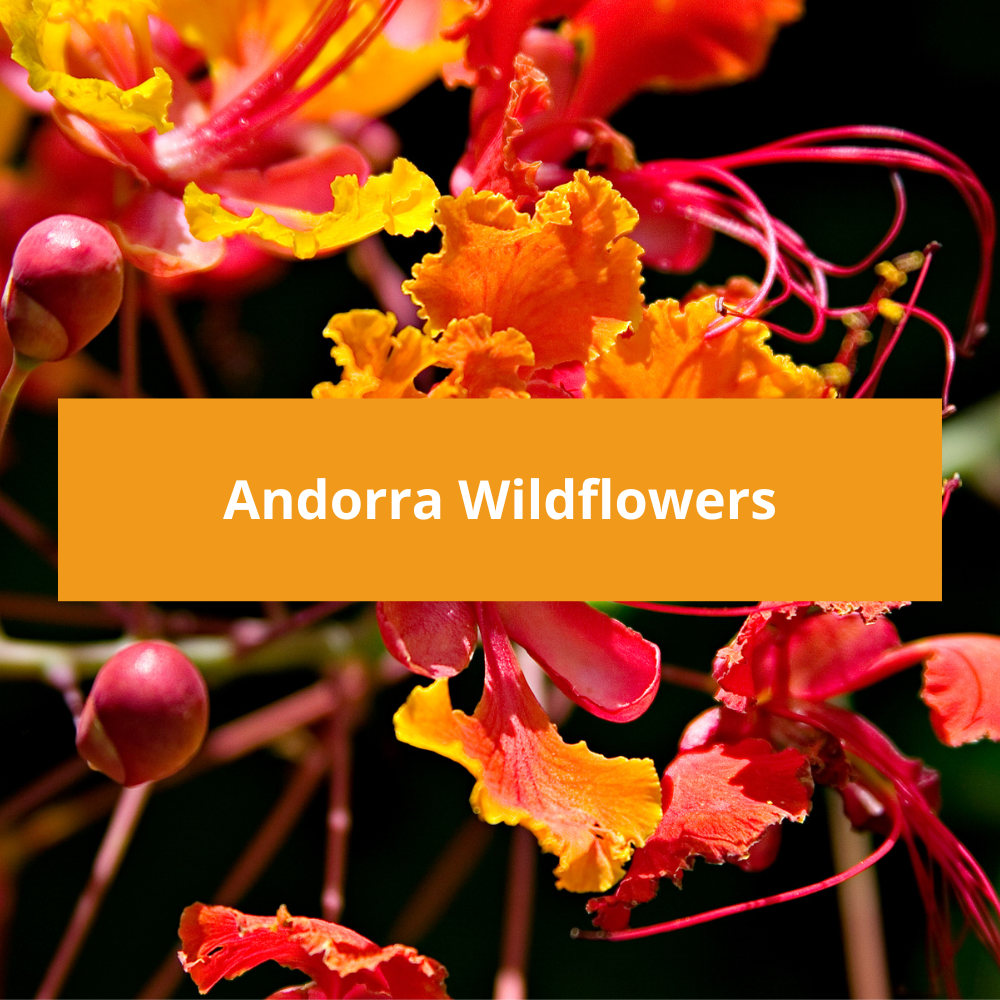 Andorra-Wildflowers