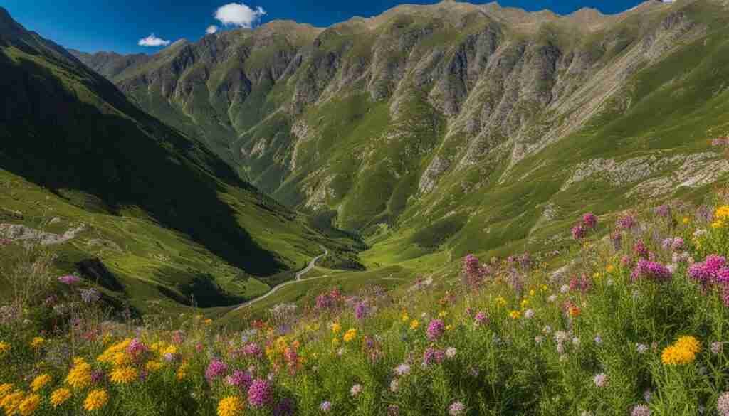 Andorra's Wildflowers Andorra's Wildflowers