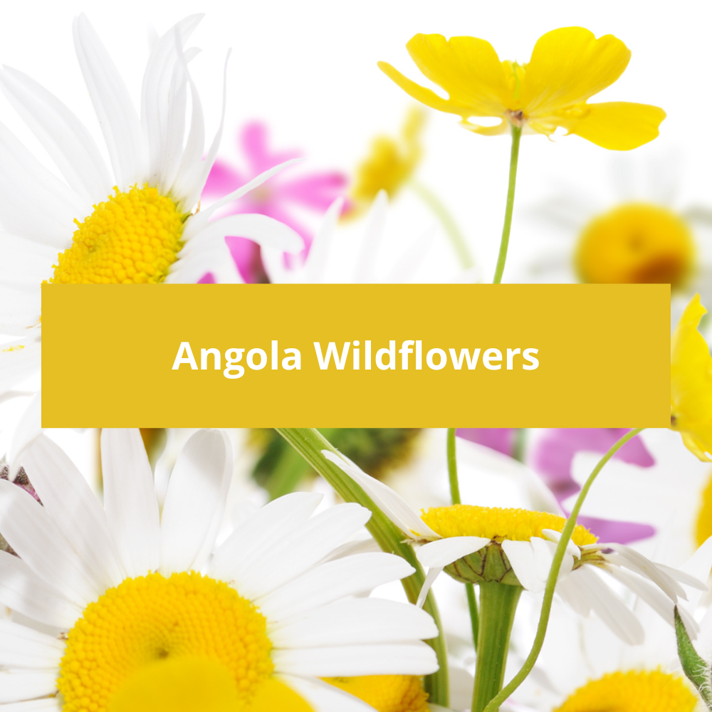 Angola-Wildflowers