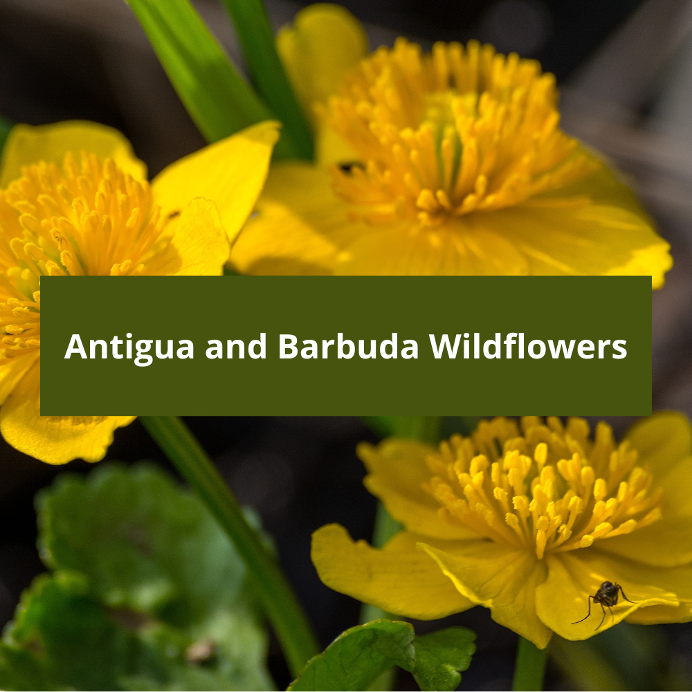 Antigua-and-Barbuda-Wildflowers