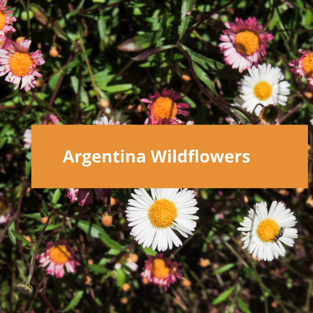 Argentina-Wildflowers