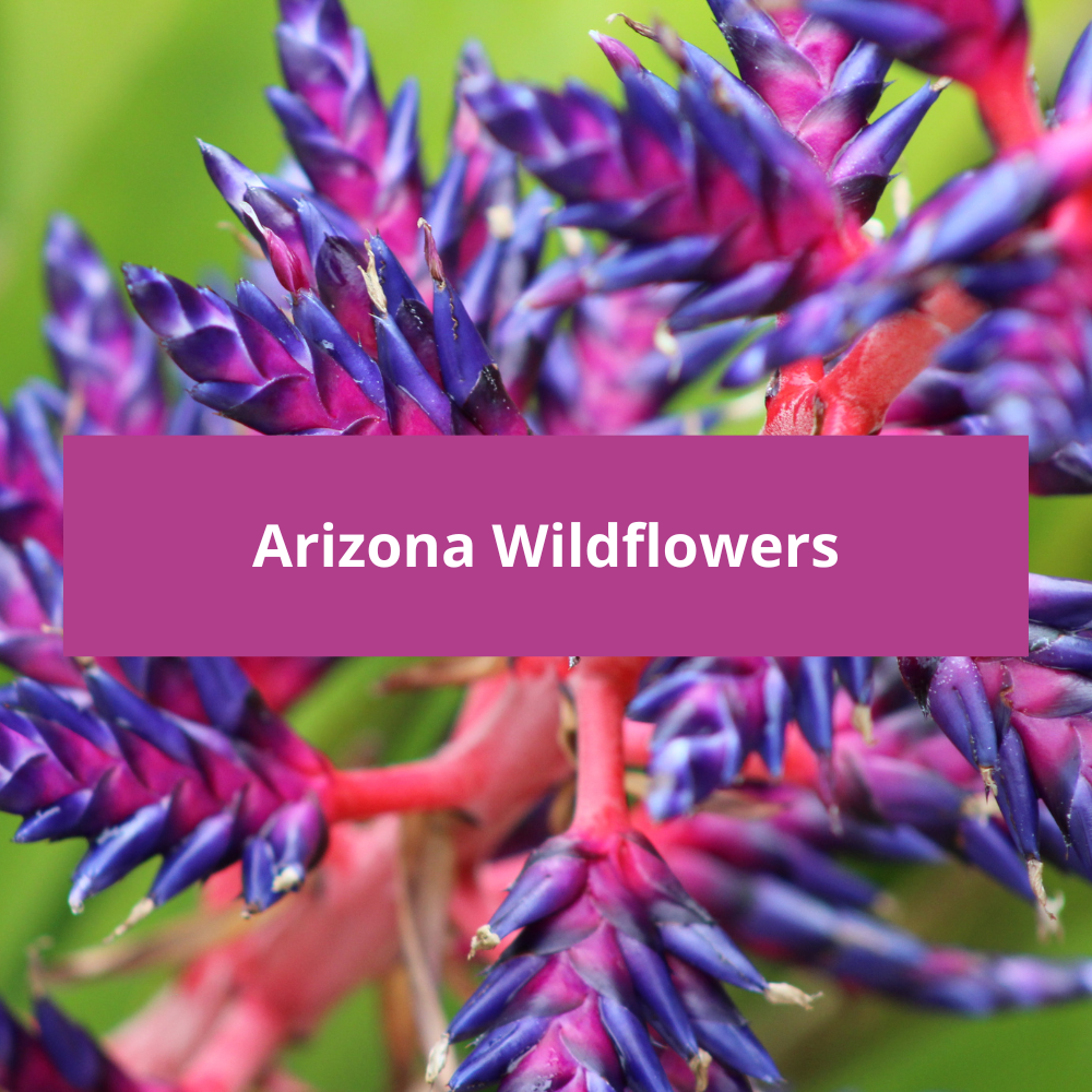 Arizona-Wildflowers