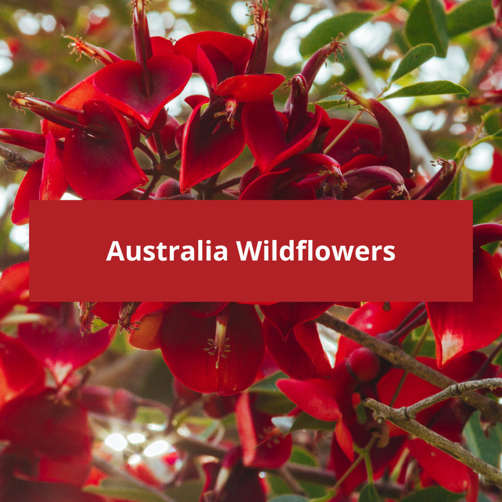 Australia-Wildflowers
