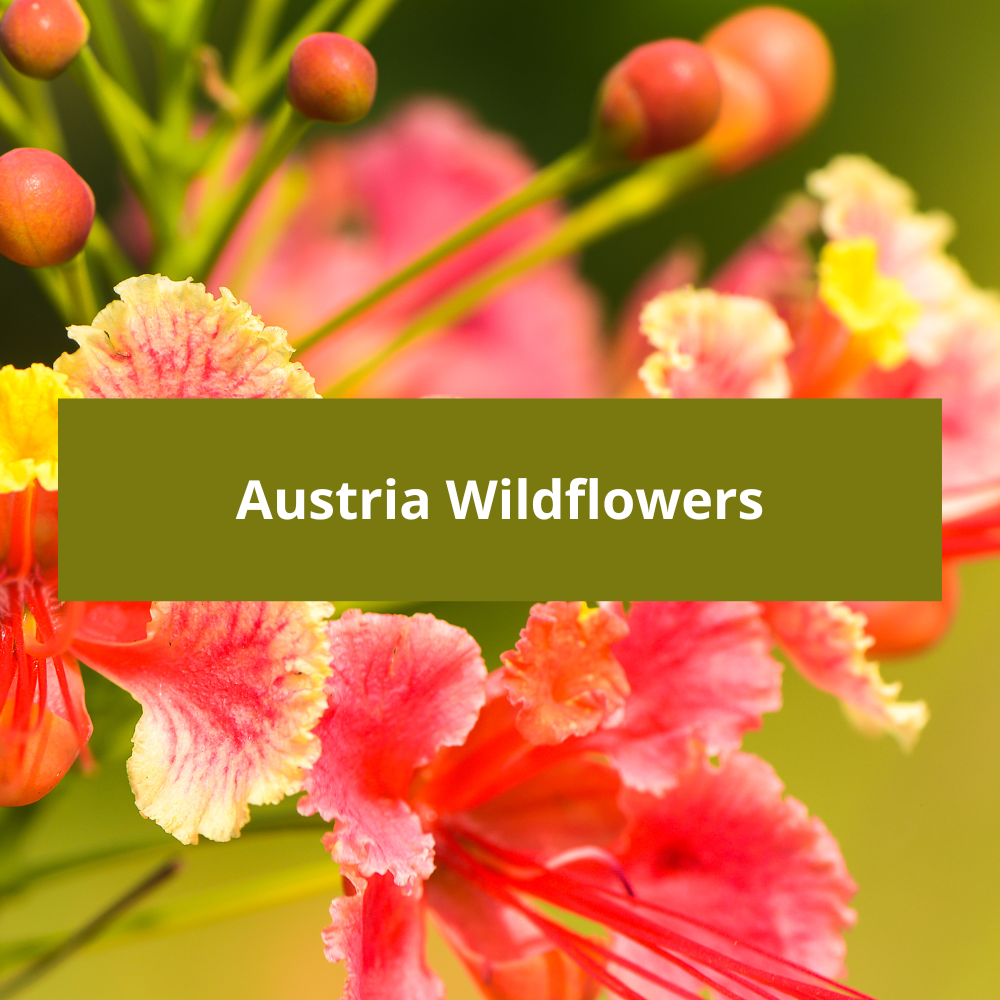 Austria-Wildflowers