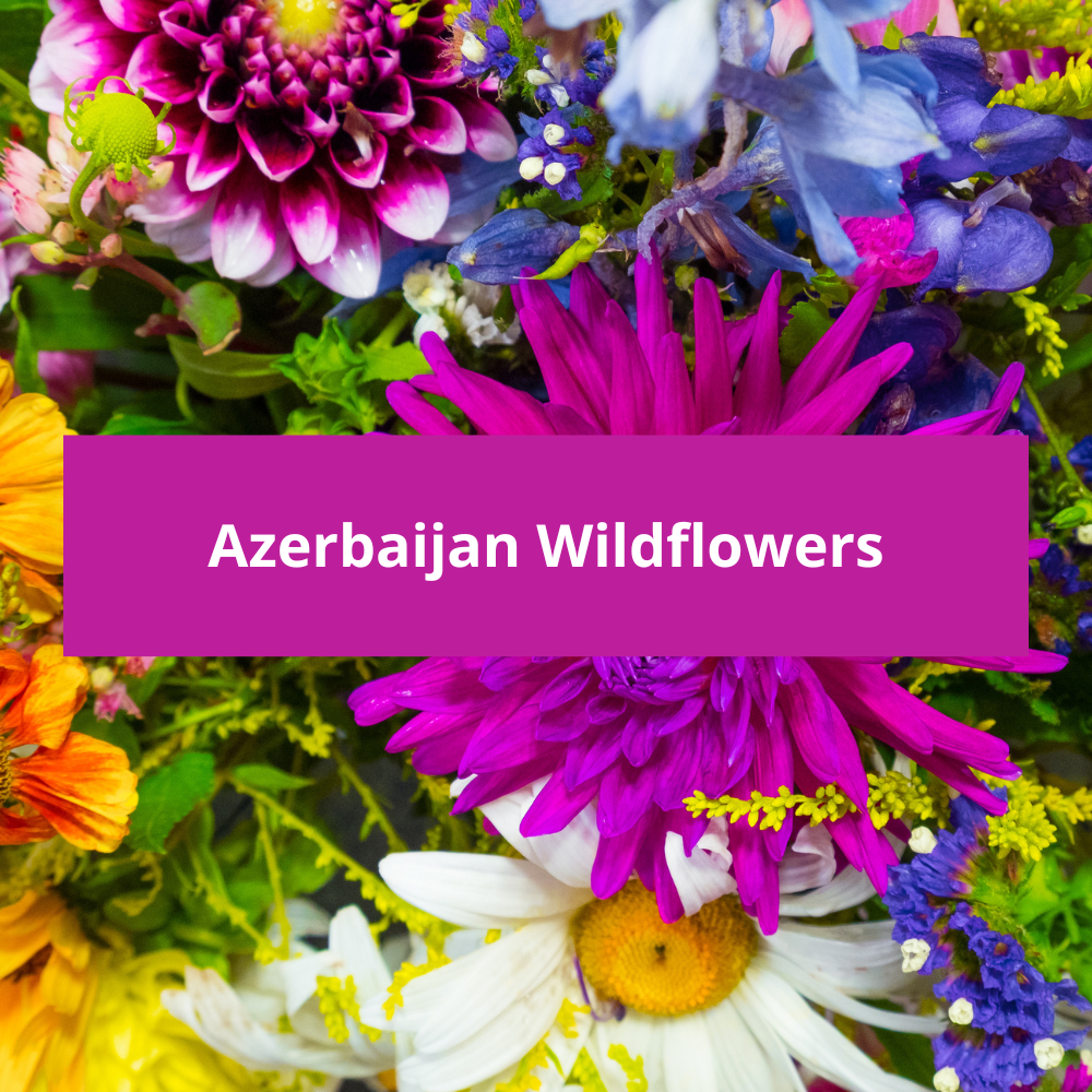 Azerbaijan-Wildflowers