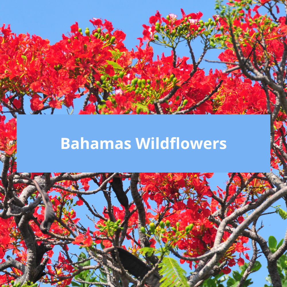 Bahamas-Wildflowers