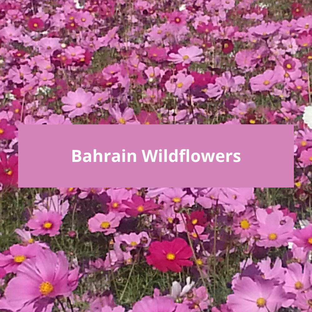 Bahrain-Wildflowers
