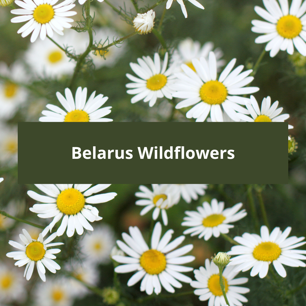 Belarus-Wildflowers