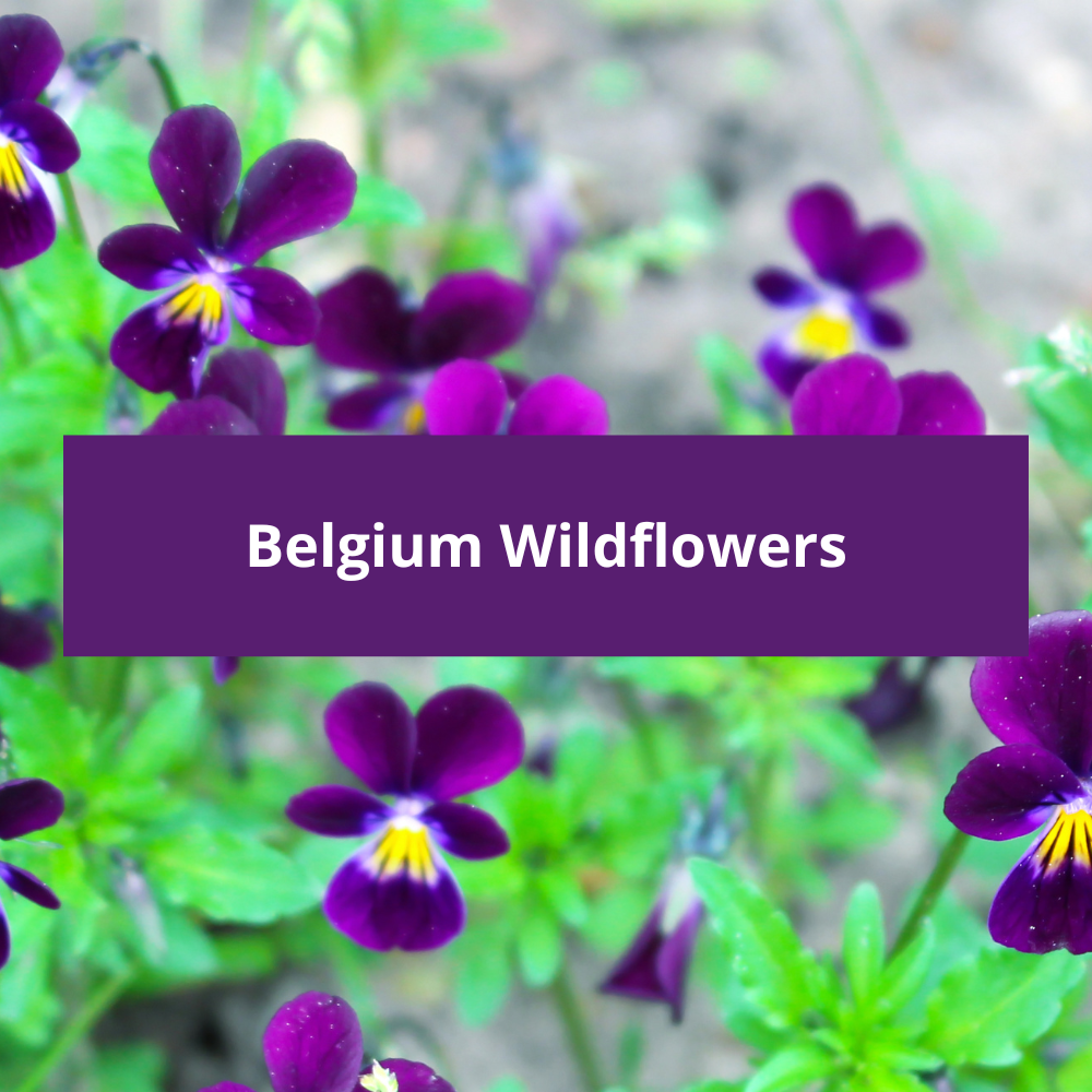 Belgium-Wildflowers
