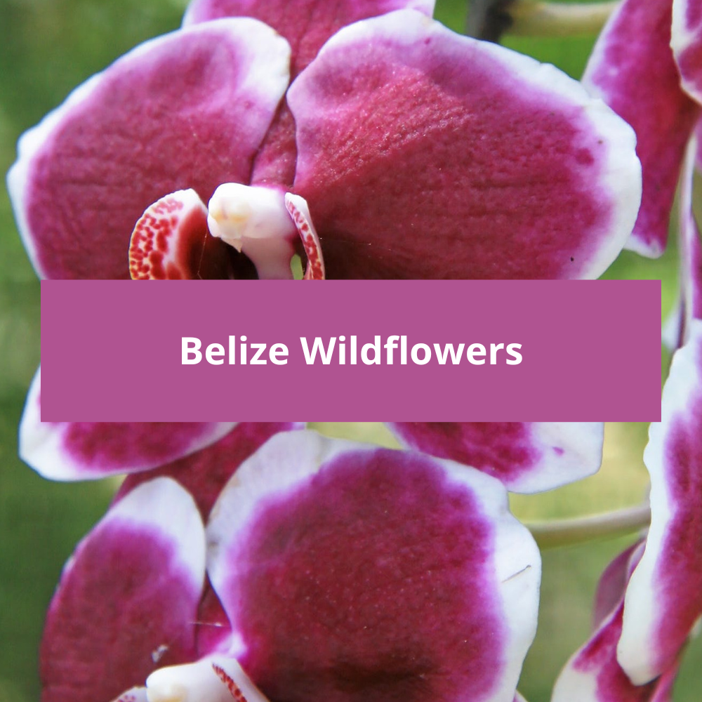 Belize-Wildflowers