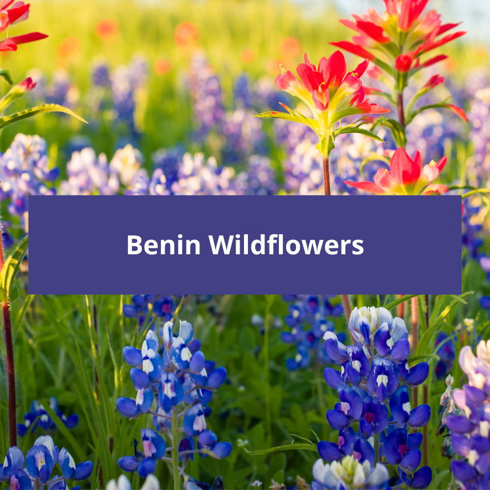 Benin-Wildflowers