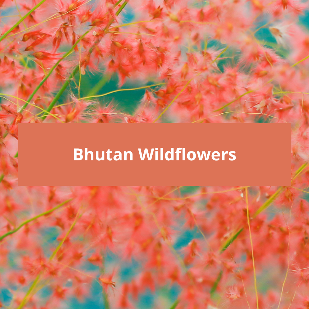 Bhutan-Wildflowers