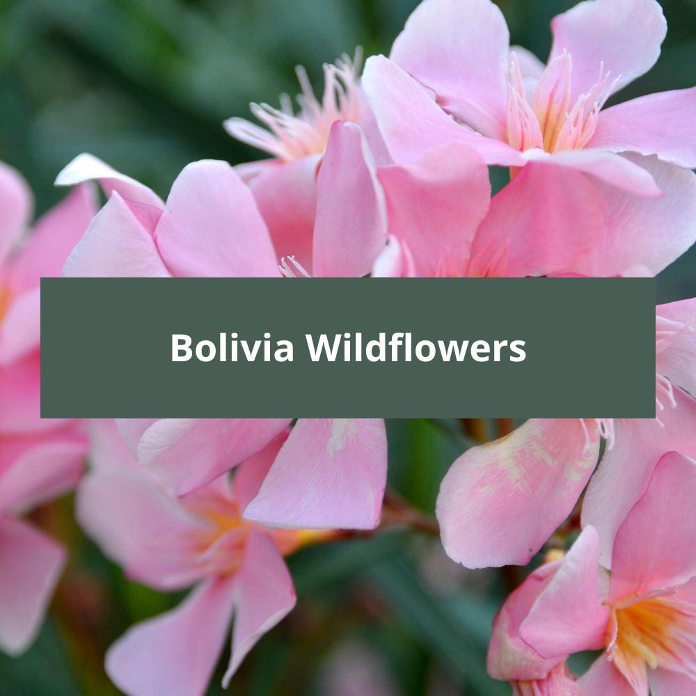 Bolivia-Wildflowers