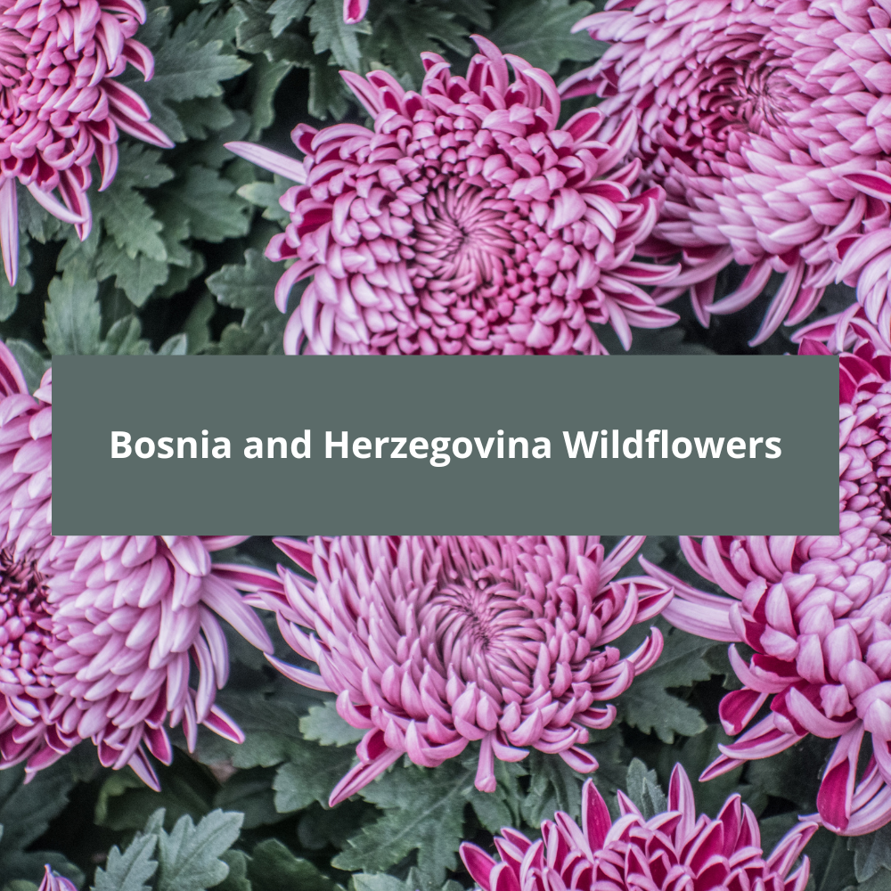 Bosnia-and-Herzegovina-Wildflowers