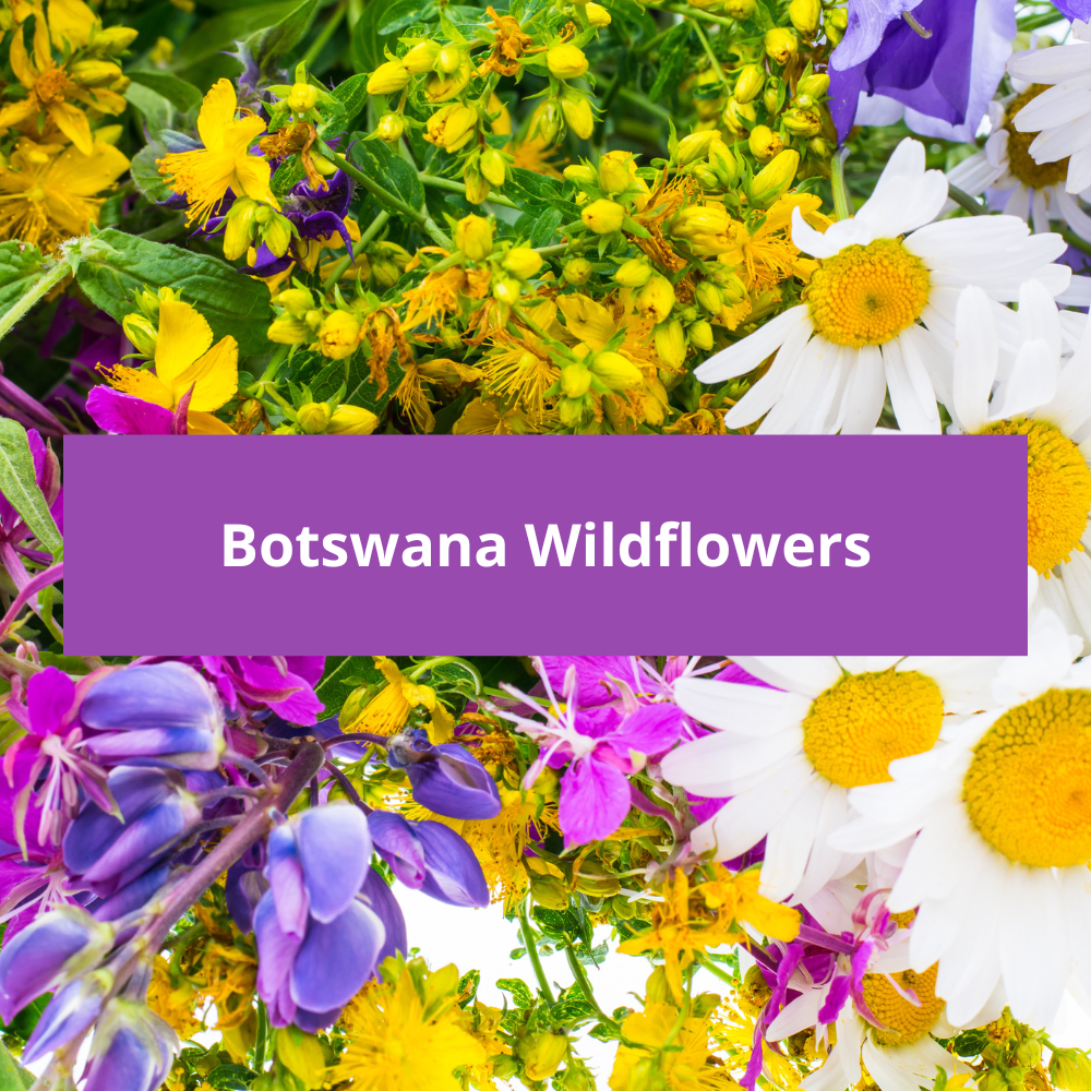 Botswana-Wildflowers