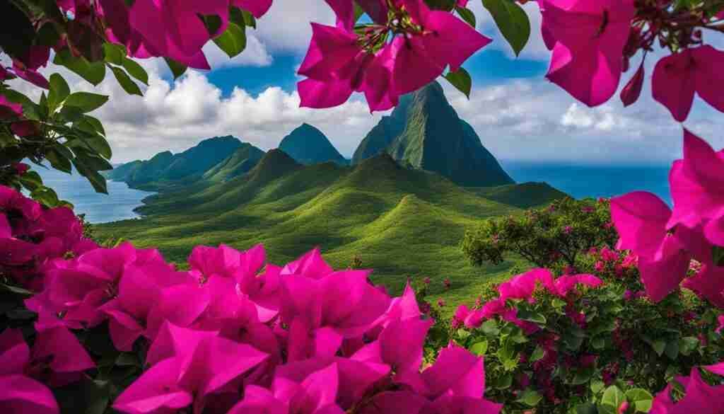 Bougainvillea