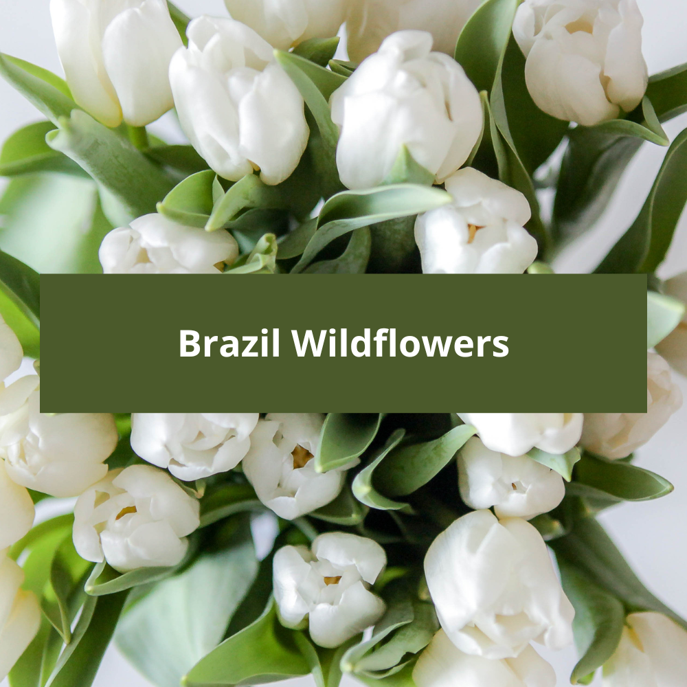 Brazil-Wildflowers