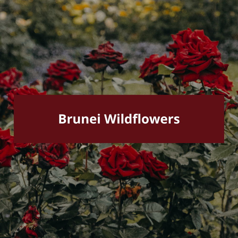 Brunei-Wildflowers
