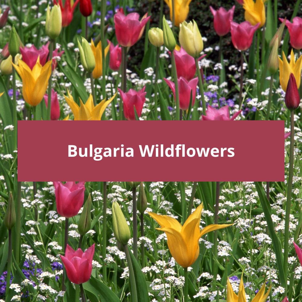 Bulgaria-Wildflowers