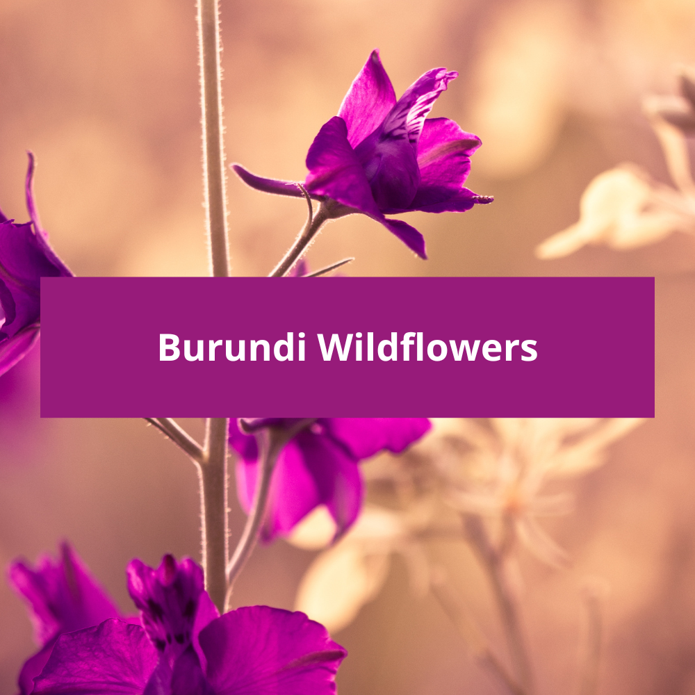 Burundi-Wildflowers