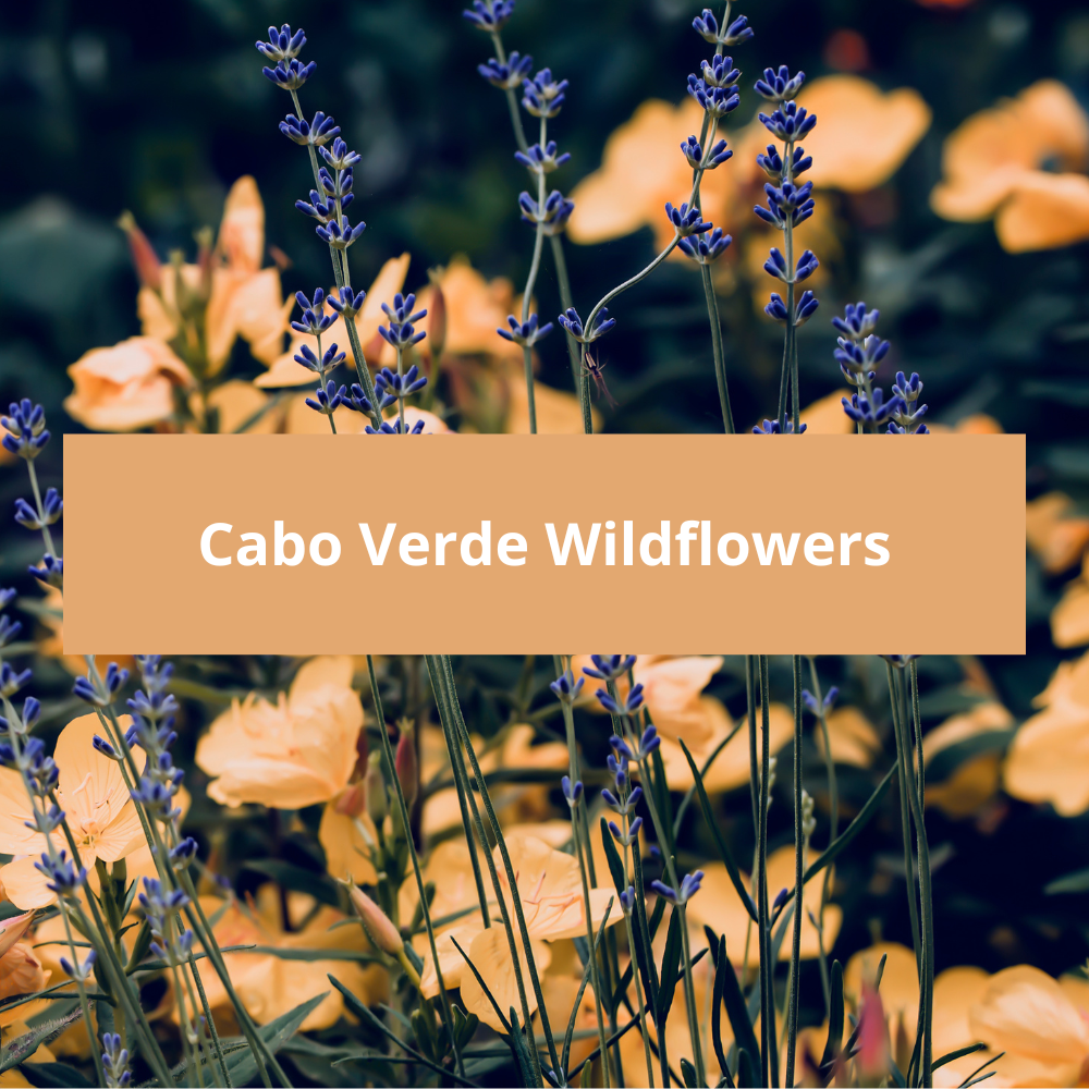 Cabo-Verde-Wildflowers