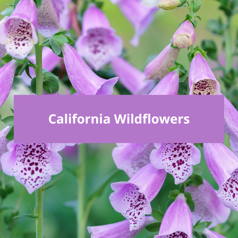 California-Wildflowers